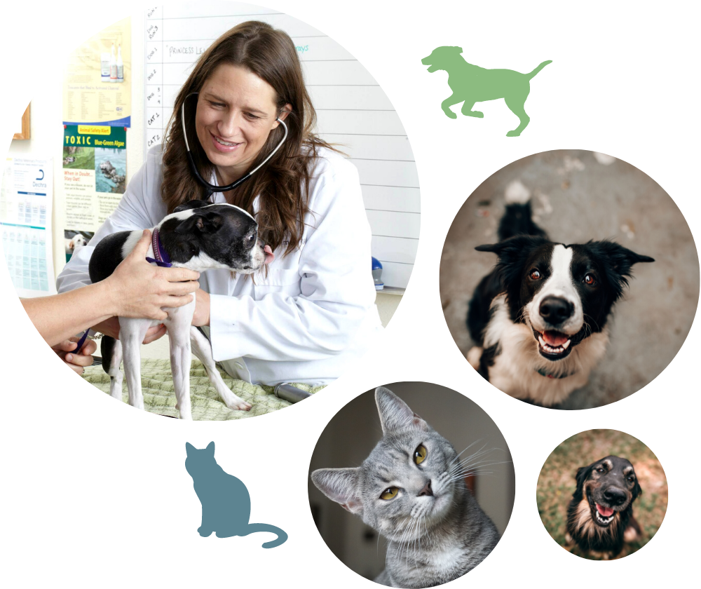 Companion Veterinary Hospital Collage