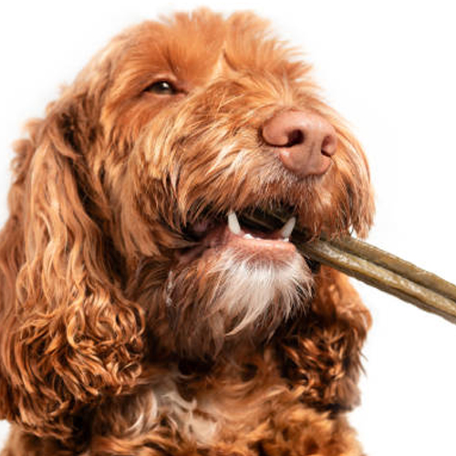 A Dog Holding a Stick in its Mouth