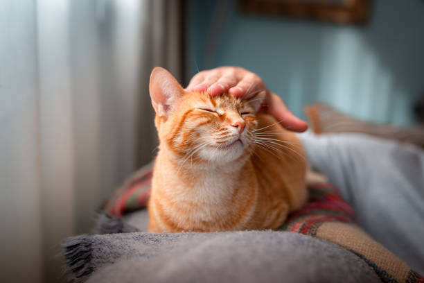 A Person Petting a Cat