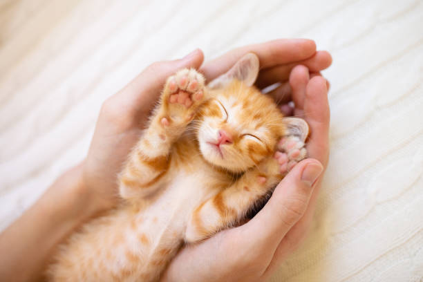 Hands Holding a Kitten