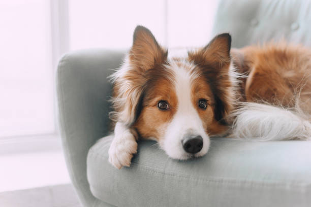 A Dog Relaxing on a Couch