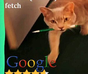 Cat fetches pen, takes credit for veterinary hospital’s Google rating
