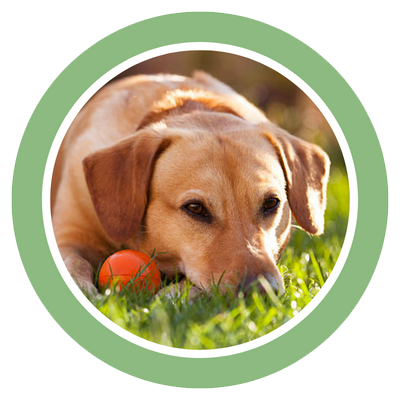 A Dog Lying on Grass with Orange Ball