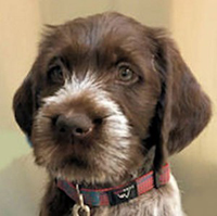 Pet of the Month - Briar