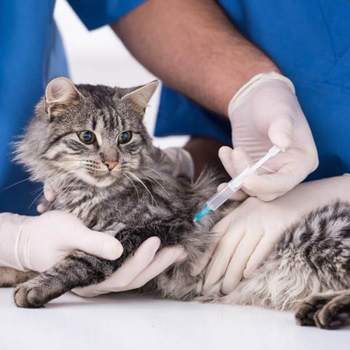 A Cat Getting Vaccinated