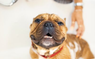 Owner Tips for Pet Bathing and Ear Cleaning