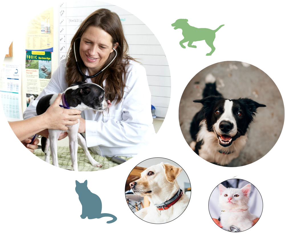 Orders companion animal care