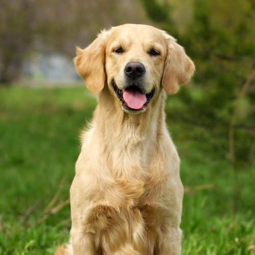 A golden retriever sitting calmly in a lush green grass field