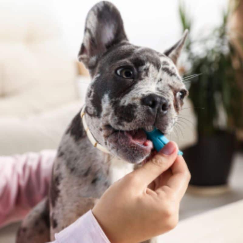 pet dental care